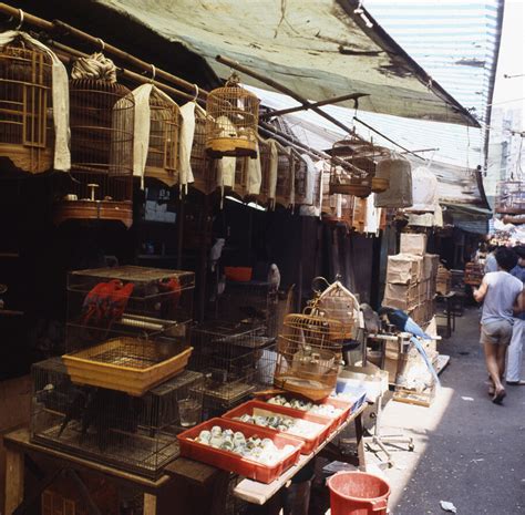 養雀仔|養雀文化｜「雀仔街」予舊香港最温柔的印